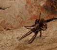 /album/arachnida/kukulcania-hibernalis-1-jpg/